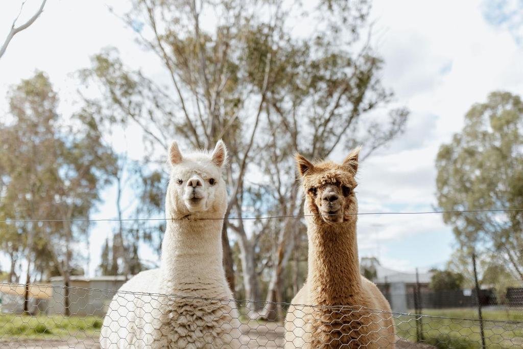 Tindarra Resort Moama Eksteriør bilde